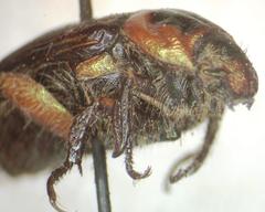 Strigoderma sulcipennis