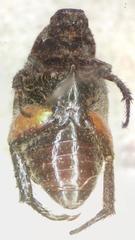 Strigoderma sulcipennis