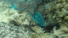 Tridacninae