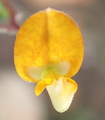Aspalathus biflora biflora