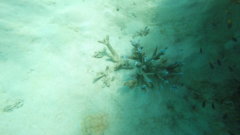 Acropora muricata
