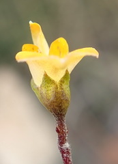 Aspalathus biflora biflora