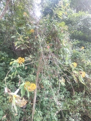 Sinclairia sublobata