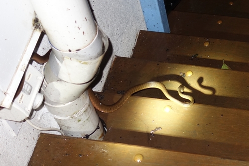 Brown Tree Snake sighting