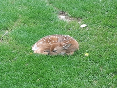 Odocoileus virginianus