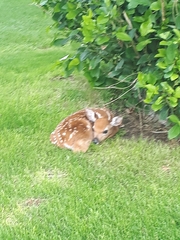 Odocoileus virginianus