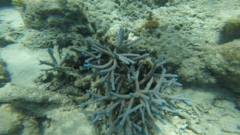 Acropora muricata