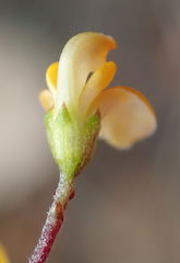 Aspalathus biflora biflora