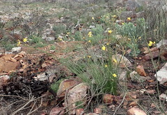 Bobartia macrospatha macrospatha
