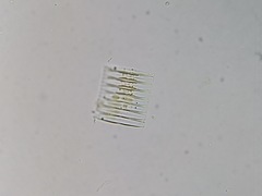 Fragilariaceae
