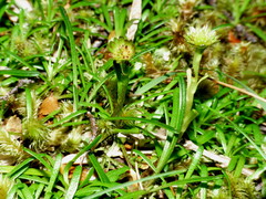 Abrotanella linearis