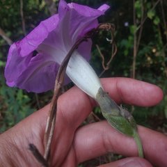 Ipomoea mairetii