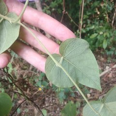 Ipomoea mairetii