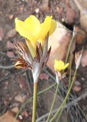 Bobartia macrospatha macrospatha