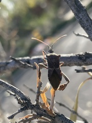 Leptoglossus zonatus