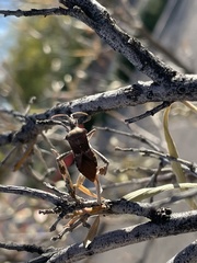 Leptoglossus zonatus