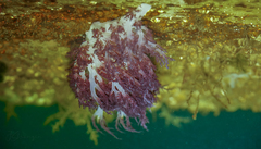 Dendronotus rufus