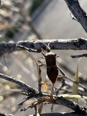 Leptoglossus zonatus