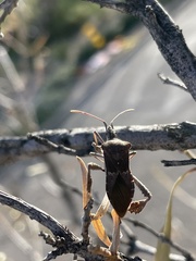 Leptoglossus zonatus