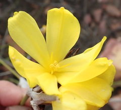 Bobartia macrospatha macrospatha