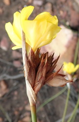Bobartia macrospatha macrospatha
