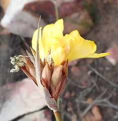 Bobartia macrospatha macrospatha