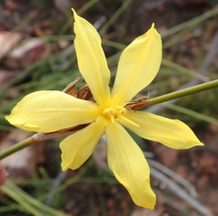 Bobartia macrospatha macrospatha