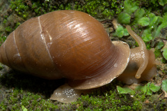 Pupilloidea