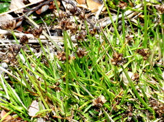 Juncus antarcticus