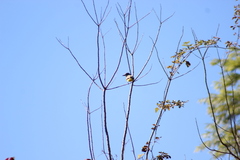 Tyrannus melancholicus