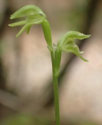 Image of Townsonia viridis by no rights reserved