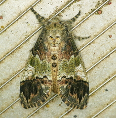 Dasychira meridionalis