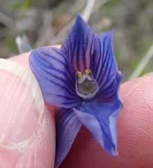 Thelymitra cyanea