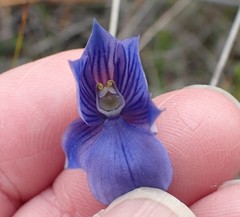 Thelymitra cyanea