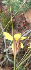 Bobartia macrospatha macrospatha