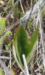 Cryptostylis subulata