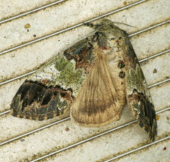 Dasychira meridionalis