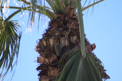 Melanerpes aurifrons