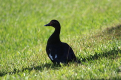Cairina moschata domestica