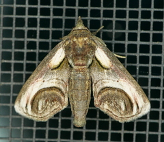 Paectes oculatrix