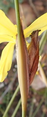 Bobartia macrospatha macrospatha