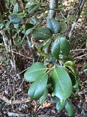 Ottoschulzia rhodoxylon