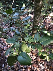 Ottoschulzia rhodoxylon