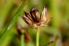 Juncus antarcticus