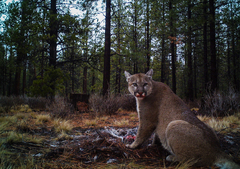 Puma concolor couguar