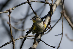 Setophaga coronata auduboni