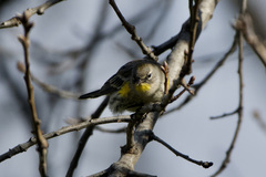 Setophaga coronata auduboni