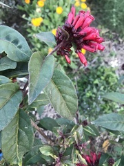 Cestrum fasciculatum