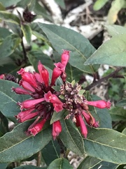 Cestrum fasciculatum