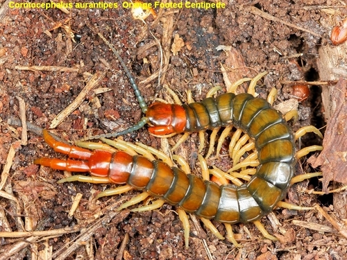Orange-footed Centipede photo 3